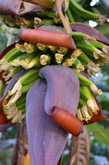 Kwiatostan banana (Musa sp.) z bliska, egzotyczna roślina tropikalna © Ewa