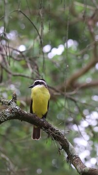 Great Kiskadee Singing on Tree Branch &ndash; Tropical Bird in Natural Habitat
