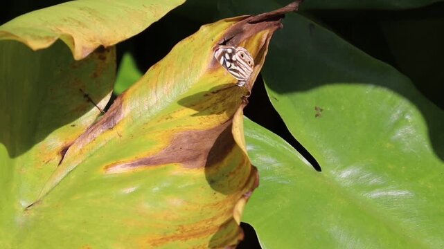 Butterfly Resting on Aquatic Banana Leaf in Natural Wetland Environment