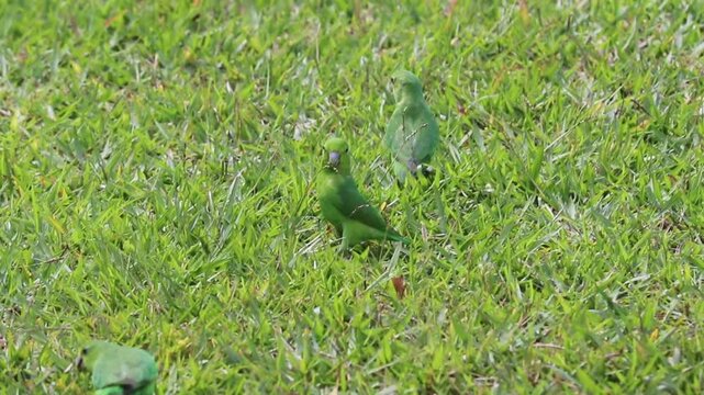 Blue-winged Parrotlet in Natural Environment