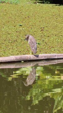 Black-crowned Night Heron (Nycticorax nycticorax) resting in urban park near lake