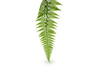 Fototapeta premium Green fern leaf isolated on white background with natural foliage