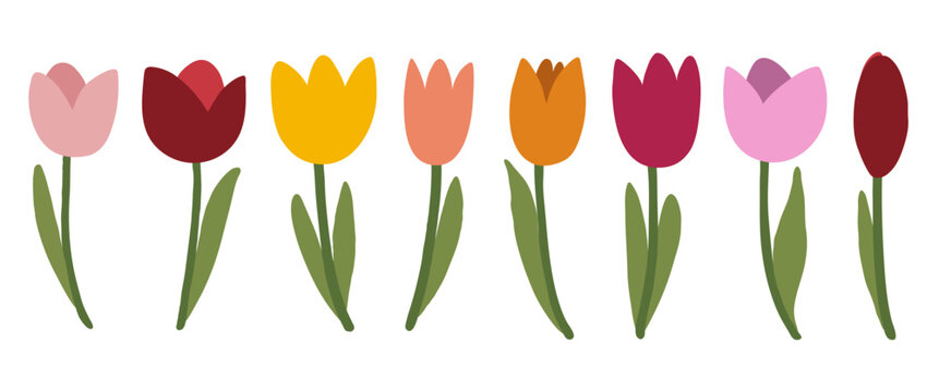 Set de tulipanes rosas y rojos con tallo y hojas aislados en blanco. Decoraci&oacute;n floral primaveral. Ilustraci&oacute;n vectorial. Doodle dibujado a mano. Flores para tarjetas de felicitaci&oacute;n y redes sociales