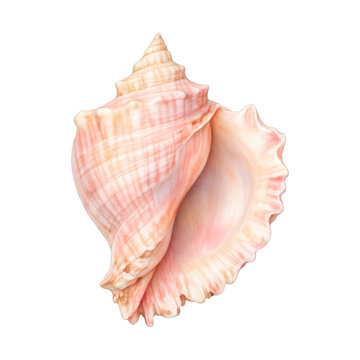 PNG Elegant pink seashell illustration.
