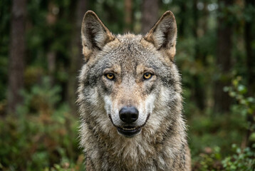 Close up portrait of a grey forest wolf in its natural habitat.