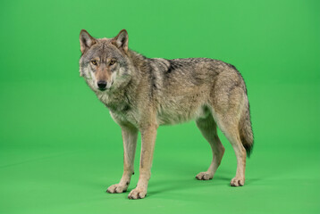 Grey forest wolf on green screen chroma key background.