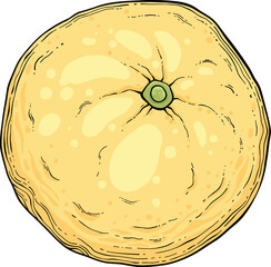 Sketch lemonade. Summer cold drinks, hand drawn yellow lemons slices and leaves. Glass of lemonade with ice vector illustration. Drink fruit lemonade graphic, juice and mint leaf © lupascoroman