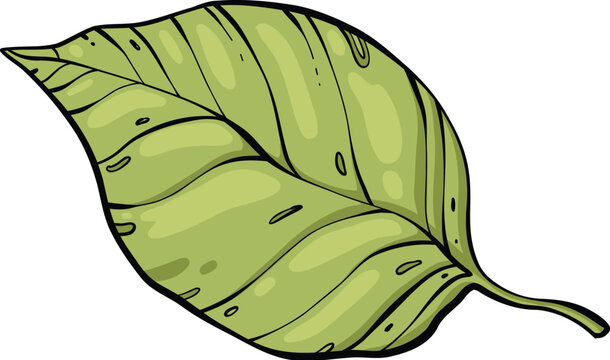 Sketch lemonade green leaf. Summer cold drinks, hand drawn yellow lemons slices and leaves. Glass of lemonade with ice vector illustration. Drink fruit lemonade graphic, juice and mint leaf