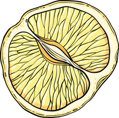 Sketch lemonade. Summer cold drinks, hand drawn yellow lemons slices and leaves. Glass of lemonade with ice vector illustration. Drink fruit lemonade graphic, juice and mint leaf © lupascoroman