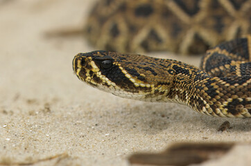 Obraz premium A juvenile Eastern Diamondback Rattlesnake slithers along the beach on Georgia's Jekyll Island. 