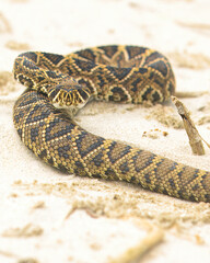 Obraz premium A juvenile Eastern Diamondback Rattlesnake slithers along the beach on Georgia's Jekyll Island. 