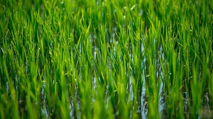 Obraz premium A close-up, low-angle view of vibrant green rice stalks growing in a flooded paddy field with soft water reflections.