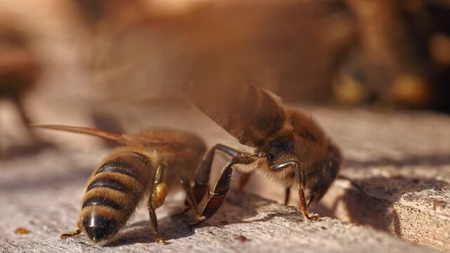 Honey bee fanning wings with exposed Nasonov gland at hive entrance
