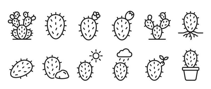Collection of various prickly pear cactus line icons depicting different growth stages and weather conditions