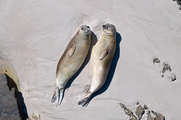 Aerial view of two southern elephant seals resting side by side on a sandy beach in the Falkland Islands. Colors: beige, cream, gray. © Martin Mecnarowski