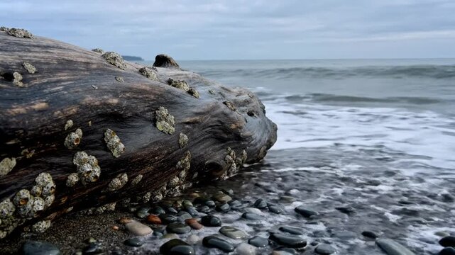 Waves crashing on a log covered in barnacles at a coastal beach on a cloudy day