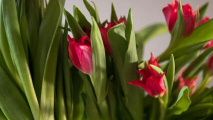 Naklejka premium Red tulips bouquet close up with green leaves in natural light, spring flowers background