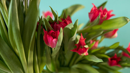 Fototapeta premium Red tulips bouquet close up with green leaves in natural light, spring flowers background