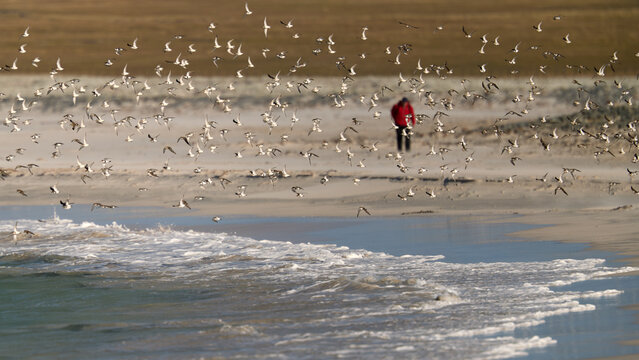 horebirds taking flight above a sandy beach with ocean surf and distant person in cool natural light, Falkland Islands, ideal for: wildlife content, coastal travel, nature backgrounds, bird migration.
