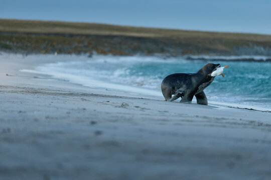 Sea lion carrying a gentoo penguin in its jaws on a sandy beach with cool natural light and ocean surf, Falkland Islands, ideal for: wildlife behavior, food chain concepts, conservation visuals 