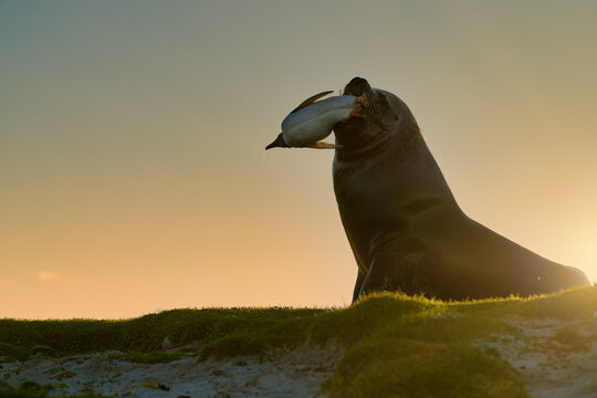 Sea lion carrying penguin prey in strong golden backlight on a coastal ridge, Falkland Islands, with warm sunset tones and clear silhouette.
