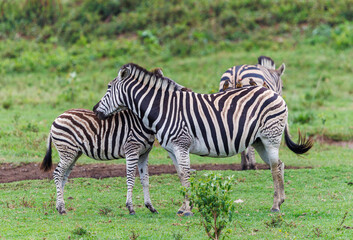 Obraz premium Zebras in natural habitat on African savanna, wildlife animal in grassland