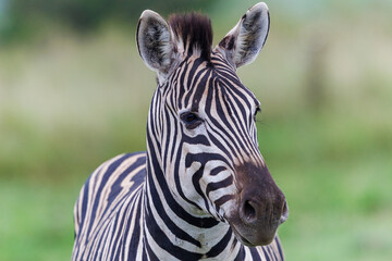 Naklejka premium Zebras in natural habitat on African savanna, wildlife animal in grassland