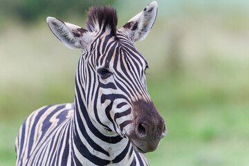 Fototapeta premium Zebras in natural habitat on African savanna, wildlife animal in grassland