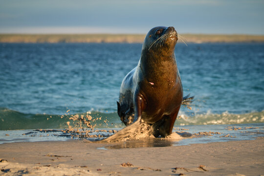 A dynamic, close-up photograph of a Southern Sea Lion emerging powerfully from the shallow surf onto a sandy beach, with a substantial splash of sand and water flying forward. 