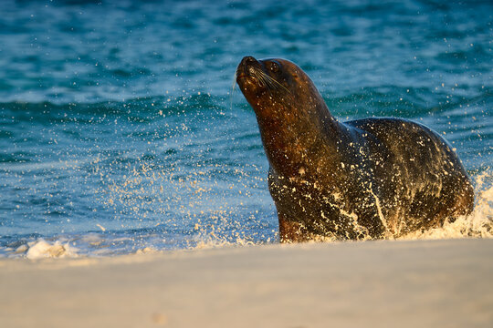 A dynamic, close-up photograph of a Southern Sea Lion emerging powerfully from the shallow surf onto a sandy beach, with a substantial splash of sand and water flying forward. 