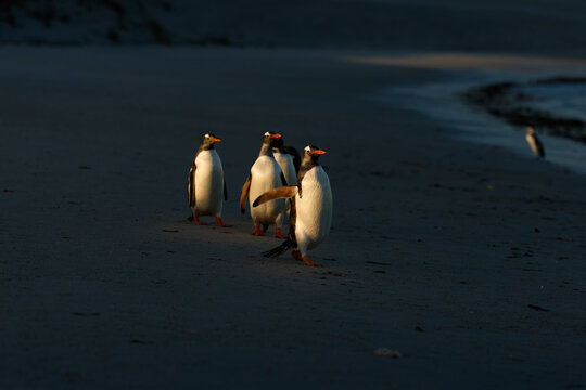 A group of four Gentoo penguins walking in single file along a sand beach in the dark, illuminated of sunset on Falkland Islands, with golden light catching their bellies. High contrast scene.