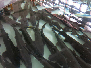 beluga fish (Huso huso) in the pool at the Volgorechensk fish farm © Lumatis