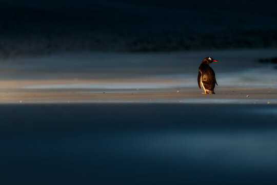 A single Gentoo penguin stands alone on a dark, wet sandy beach at sunset, catching the last dramatic rays of golden light against a deep blue, copy space, ideal for poster. Falkland Islands.