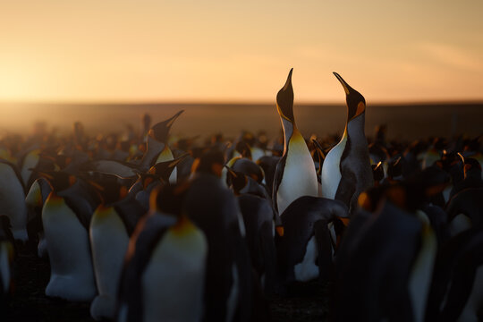 Huge King penguin colony at sunset. Two sharply focused individuals stand together at the right, facing each other in symmetry, silhouetted against the golden hour light.