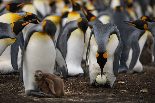 Brown King Penguin Chick Surrounded by colorful Adult Penguins in Colony, Falkland Islands.