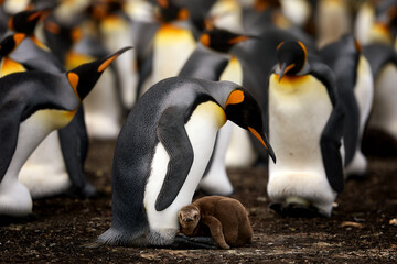 Obraz premium King penguin chick standing among adult penguins in a crowded breeding colony on the Falkland Islands. Colors: black, white, orange.