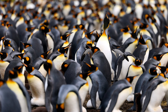 King penguins densely gathered in a large breeding colony with one individual standing out, soft natural light and compressed perspective, Falkland Islands.