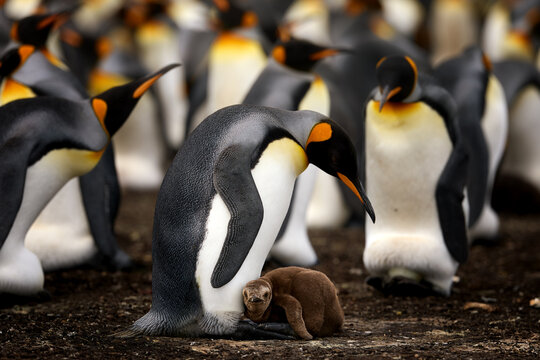 King penguin chick standing among adult penguins in a crowded breeding colony on the Falkland Islands. Colors: black, white, orange.