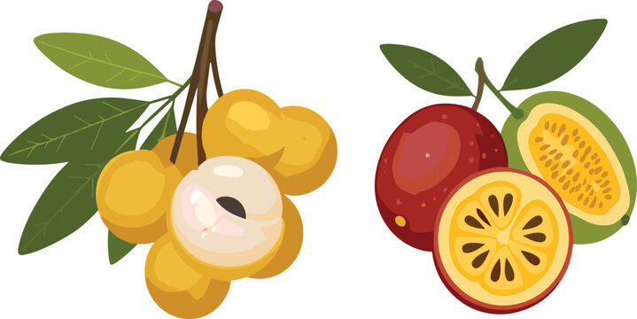 Hand Drawn Tropical Fruits Longan and Sweet Granadilla Vector Illustration Set with Leaves, Fresh Exotic Food Elements Isolated on White Background