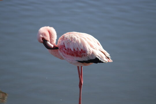 Flamingos at Swakopmund, Namibia