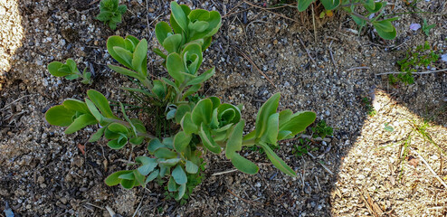 The succulent stem and thick leaves of Hylotelephium erythrostictum store water for survival in dry rocky habitats. This Korean perennial herb is characterized by its upright growth. © HYOJIN