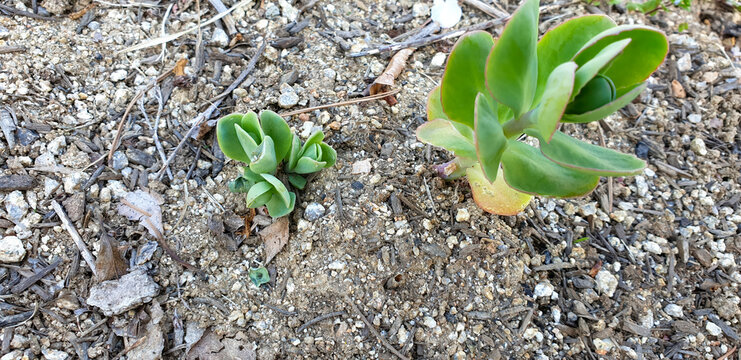 The succulent stem and thick leaves of Hylotelephium erythrostictum store water for survival in dry rocky habitats. This Korean perennial herb is characterized by its upright growth.