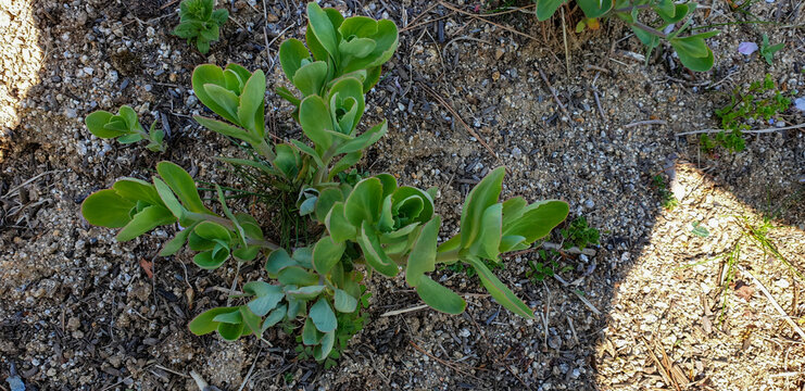 The succulent stem and thick leaves of Hylotelephium erythrostictum store water for survival in dry rocky habitats. This Korean perennial herb is characterized by its upright growth.