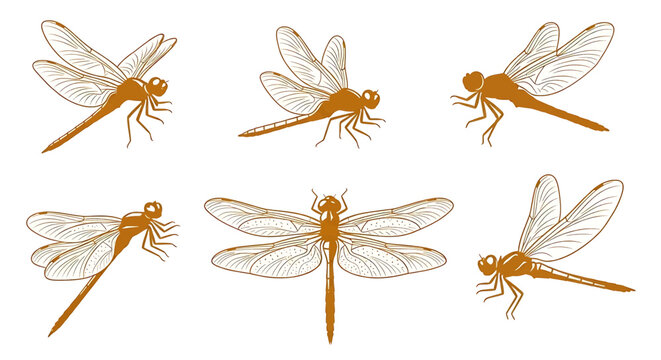 Collection of six different dragonfly illustrations in various poses and angles insect bug flying wings