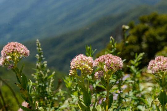 Hylotelephium erythrostictum displays a flat corymbose inflorescence with many tiny blossoms. This Korean wildflower blooms in late summer on sunny mountain slopes and rocky terrains.