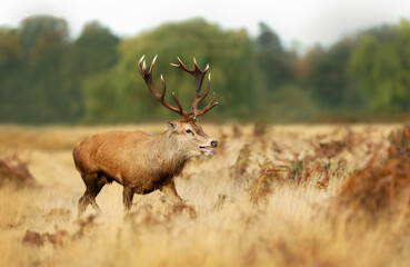 Obraz premium Red deer stag roaring during rutting season in autumn