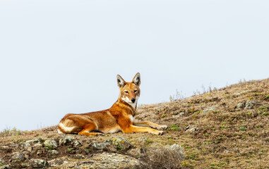 Fototapeta premium Rare endangered Ethiopian Wolf (Canis simensis) resting in highland grasslands