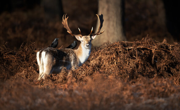 Fallow deer buck with jackdaws perched on back in autumn bracken