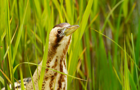 Portrait of Eurasian bittern (Botaurus stellaris) standing motionless and camouflaged among green reeds