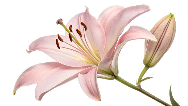 pink lily isolated on transparent background